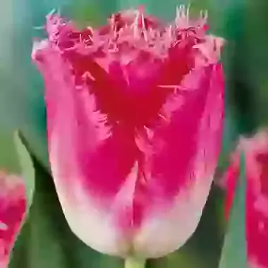 Fancy Frills